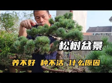 松樹開白花|植物課堂 